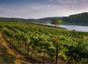 Wineries/Vineyards